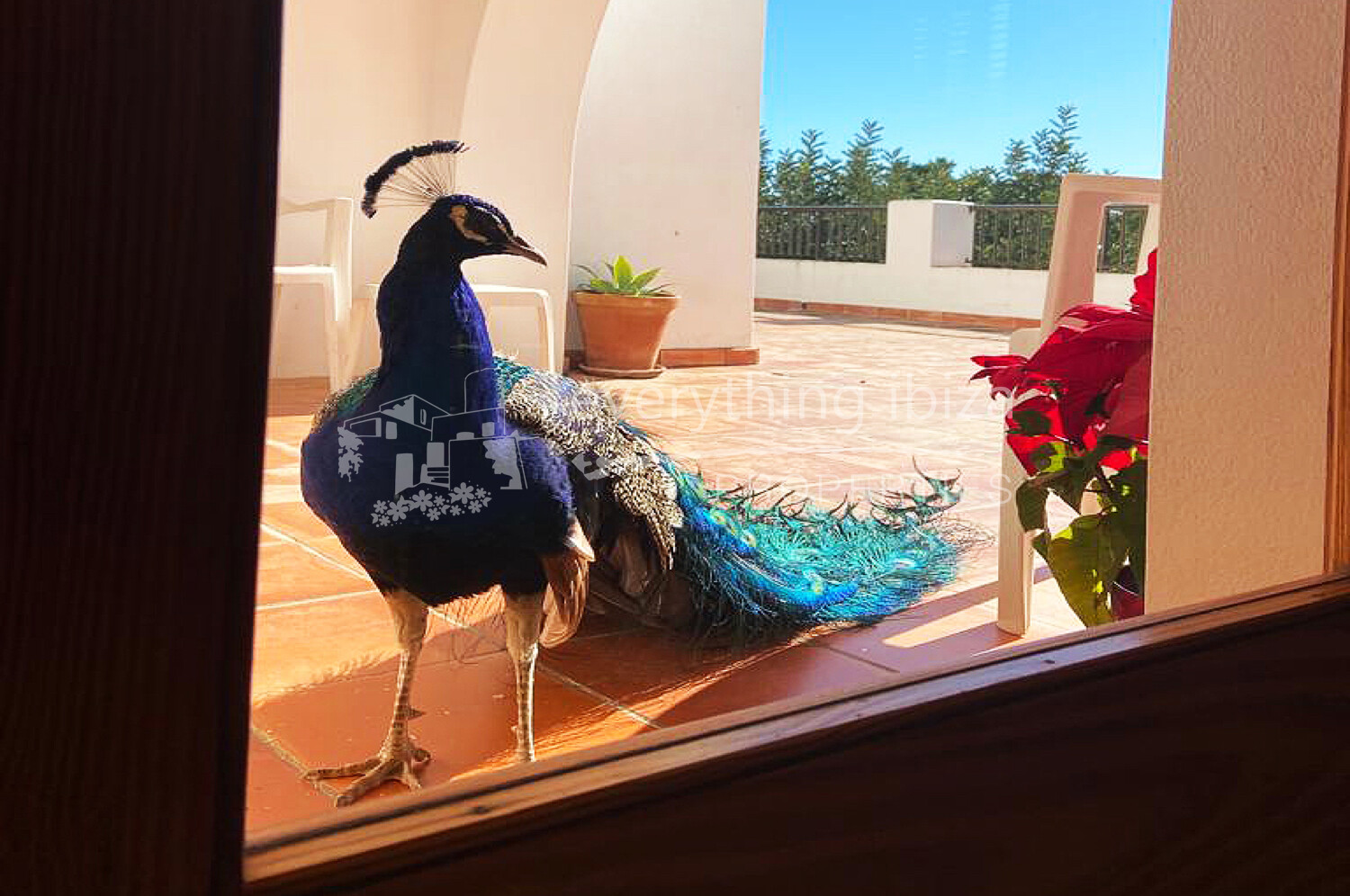 Elegant Traditionally Styled Villa on Large Fertile Plot with Views, ref. 1534, for sale in Ibiza by everything ibiza Properties