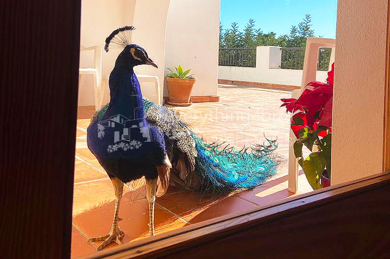 Elegant Traditionally Styled Villa on Large Fertile Plot with Views, ref. 1742, for sale in Ibiza by everything ibiza Properties